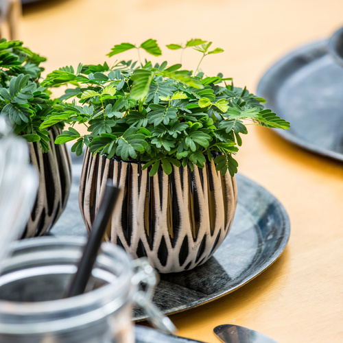 Mimosa pudica mini Mimosa Leguminosae (11659)