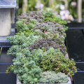 Image of Sedum ochroleucum