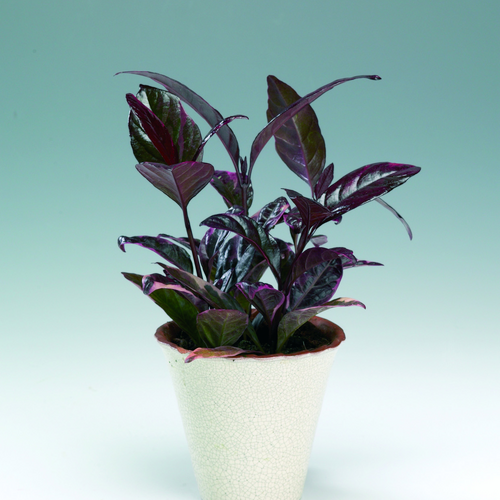 pseuderanthe atropur plakat 2007 Image of Pseuderanthemum atropurpureum