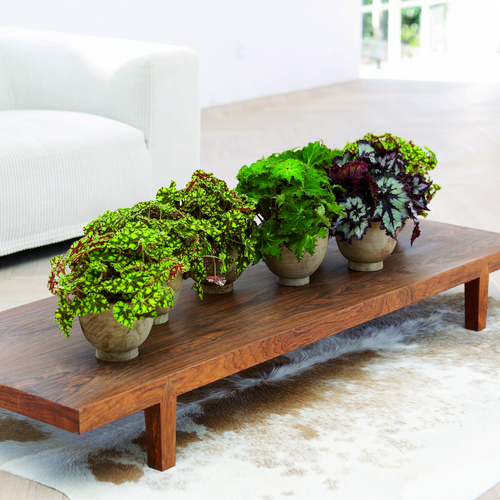 trend 2008 gg begonia rex bow Begonia Begoniaceae (6938)