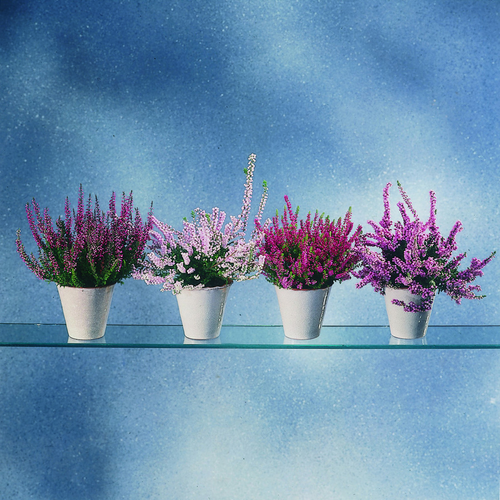 201a-calluna-vulg Calluna Ericaceae (7346)