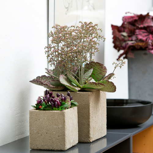 Capsicum_Kalabchoe_Begonia_Timeless_Bloom Begonia Begoniaceae (7058)