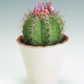 Image of Melocactus azureus