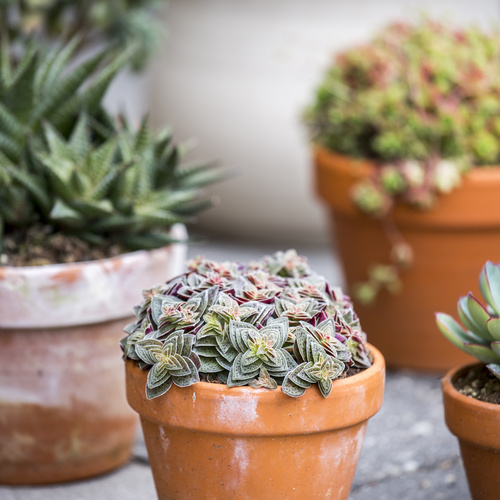 20150526Y61A8734 Sukkulenter Crassulaceae (14977)