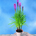 Image of Liatris spicata