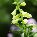 Image of Digitalis grandiflora