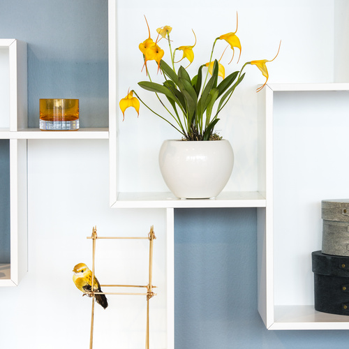 Image of Masdevallia hybrid-Bellavallia