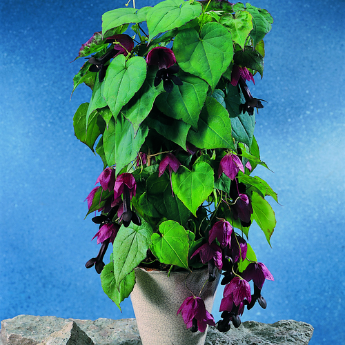 Rhodochiton Scrophulariaceae (13250)