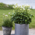 Aquilegia_flabellata_10.jpg