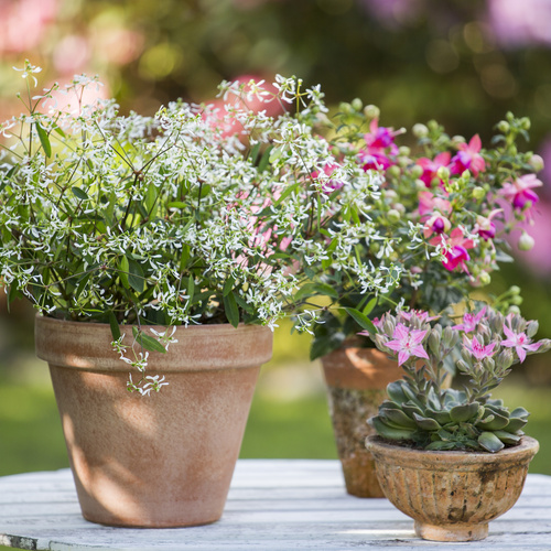 Euphorbia Euphorbiaceae (9031)