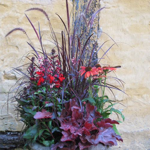 Image of Lobelia x speciosa