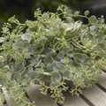 Sedum_sieboldii_v008.jpg