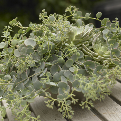Sedum Crassulaceae (14603)