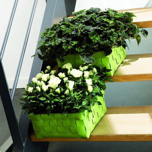 fd47 rosa begon Begonia Begoniaceae (6937)