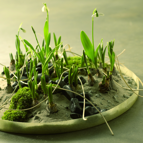 galanthus_scilla.tif