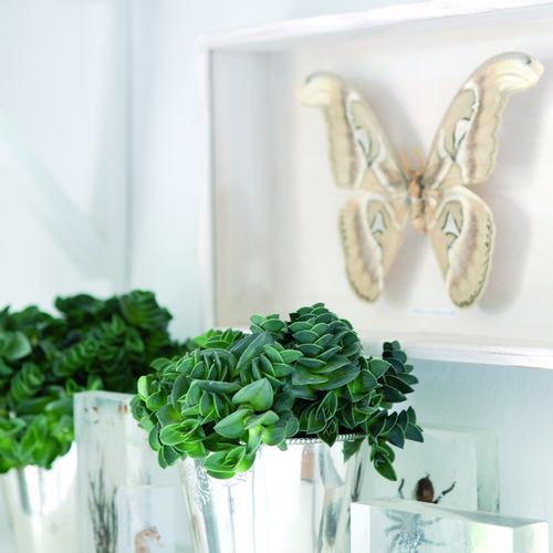 Image of Callisia navicularis