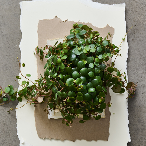 Peperomia Piperaceae (442052)