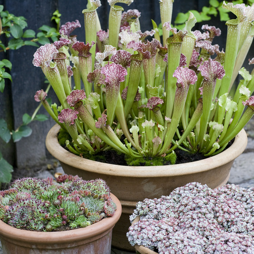 20110809wf9r1359Sarracenia_mfl Sarracenia Sarraceniaceae (14333)