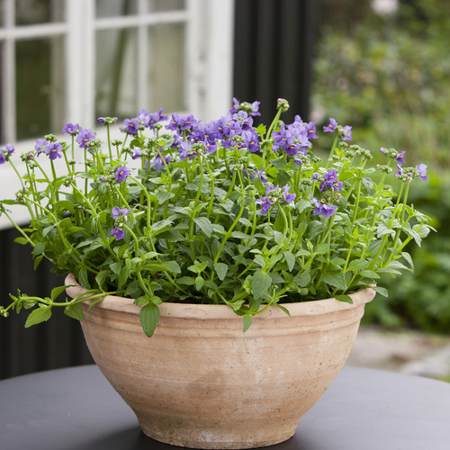 Nemesia Scrophulariaceae (11852)