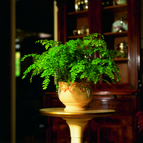 Image of Adiantum raddianum