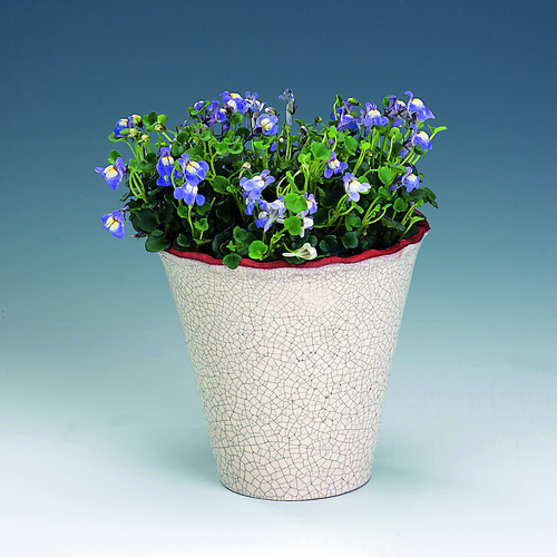 Image of Cymbalaria hepaticifolia