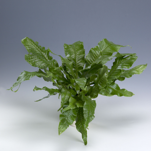 Image of Microsorum musifolium