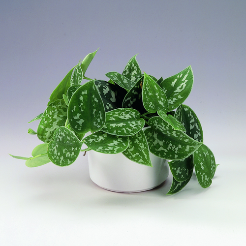 Image of Scindapsus pictus