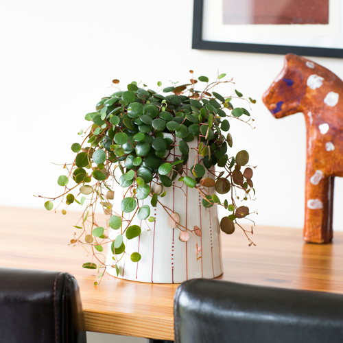 Image of Peperomia pepperspot