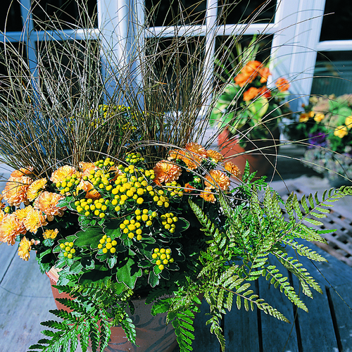 Image of Ajania pacifica