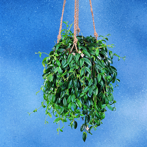 Image of Codonanthe crassifolia