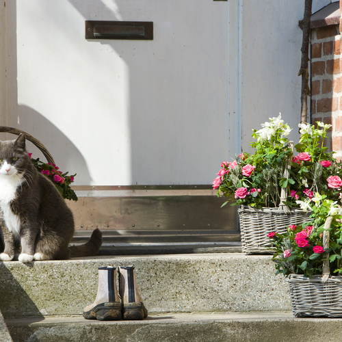 Aquilegia Aquilegia Ranunculaceae (6580)