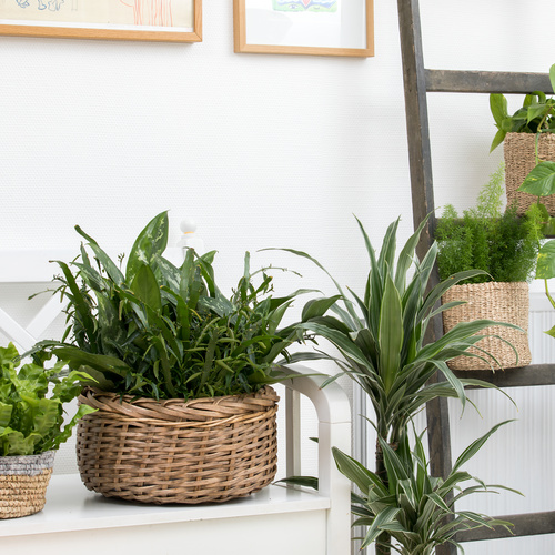 Homolocladium platycladum Twiggy luftrenser Homalocladium Polygonaceae (65214)