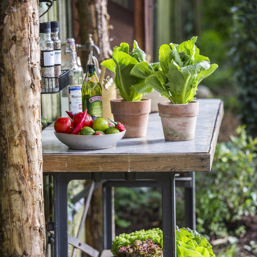 Lactuca sativa Lactuca Asteraceae (11380)