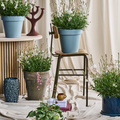 Filippa_-_Gaura_Pragtaerte__1_.jpg