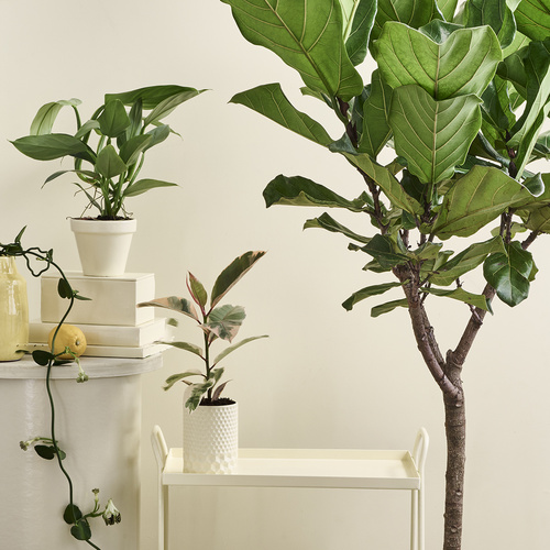 Ficus Moraceae (420685)