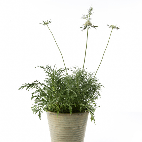 Image of Scabiosa ochroleuca