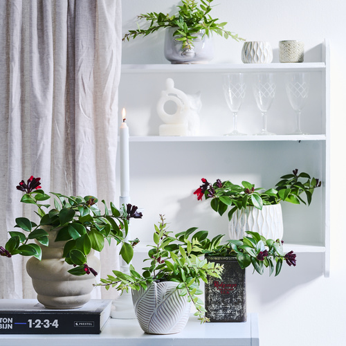 Image of Aeschynanthus hybrid