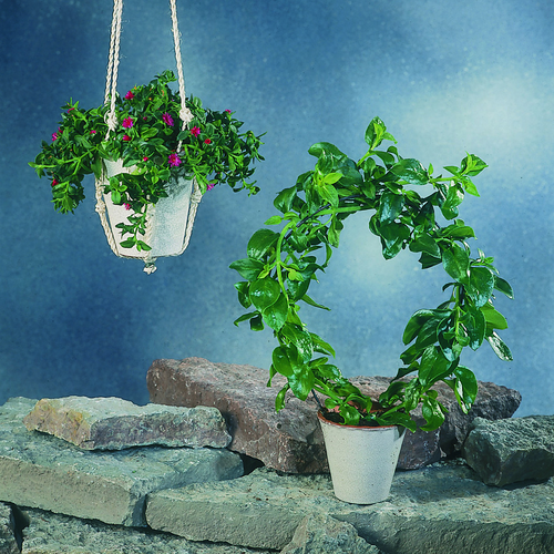 Image of Aptenia cordifolia