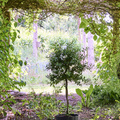 Image of Solanum jasminoides
