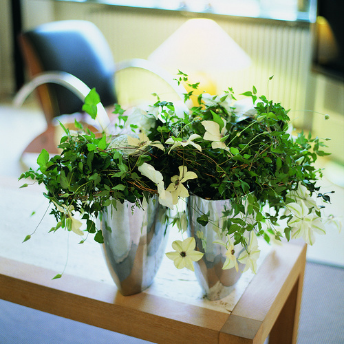 Image of Clematis hybrid