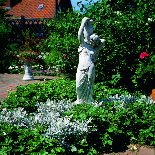 Image of Senecio bicolor