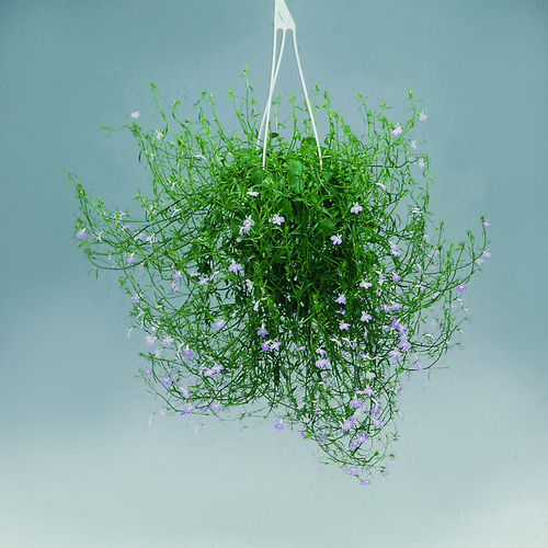 Image of Lobelia hybrid