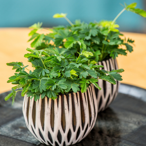 Mimosa pudica mini Mimosa Leguminosae (11661)