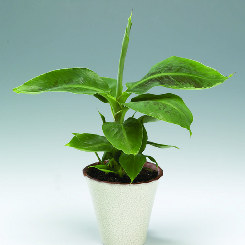 Image of Musa acuminata