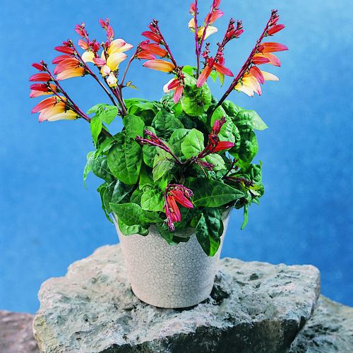 Image of Quamoclit lobata