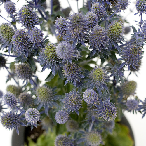 Eryngium Apiaceae (8967)