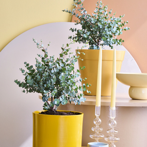 Image of Eucalyptus hybrid