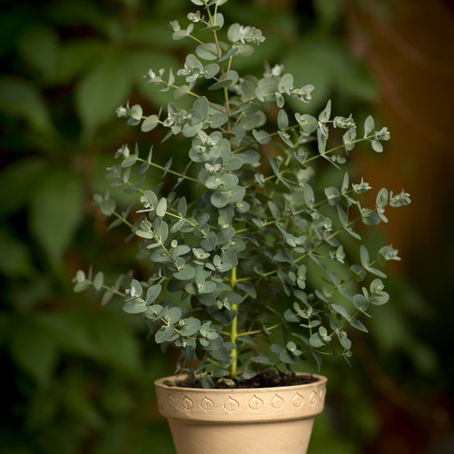 Eucalyptus Myrtaceae (8983)