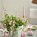 Image of Diascia barberae