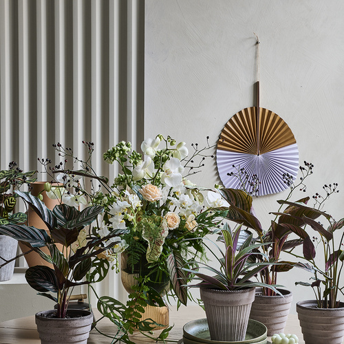 Image of Tradescantia spathacea